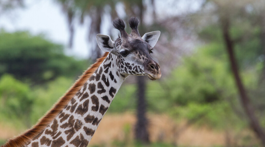 The VIP of the Savannah