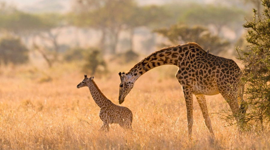 What Inspired My Love for Giraffes