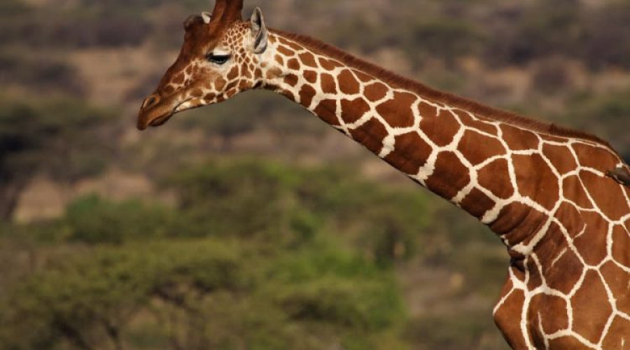 Why Choose the Queen of the Savannah Safari?