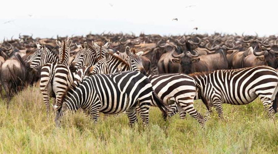 Why Wildebeest and Zebra Are Inseparable