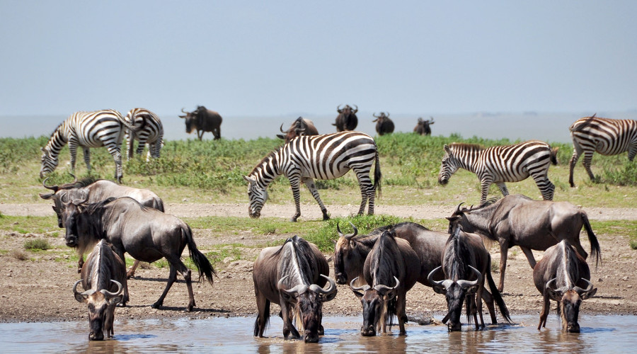 Calving Season Safari Package