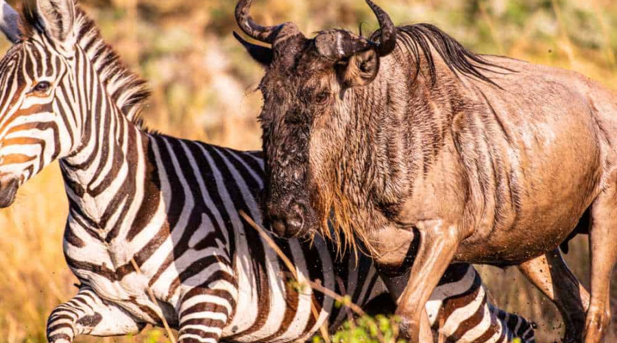 What I Learn from the Wildebeest-Zebra Partnership