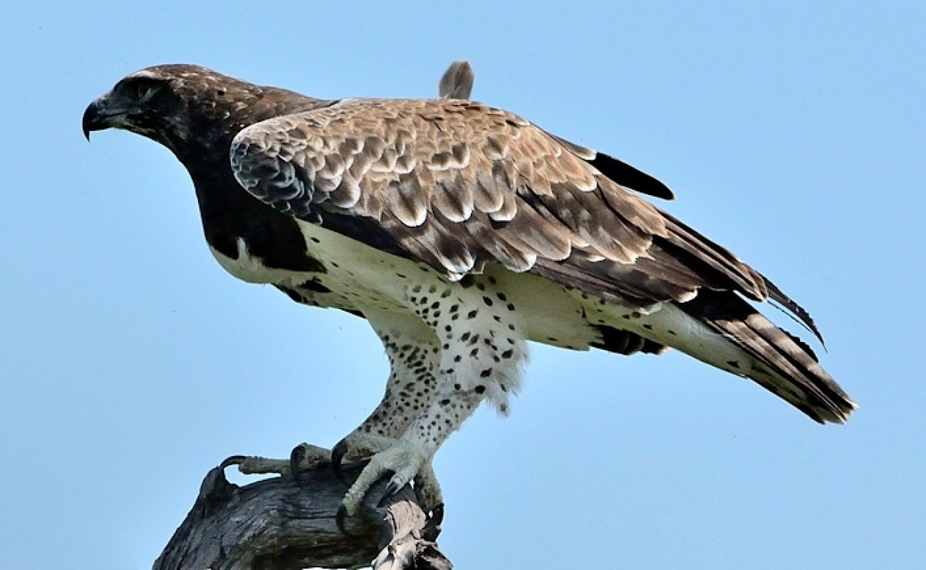 Majestic Bird Species to Spot on Your Tanzanian Safari