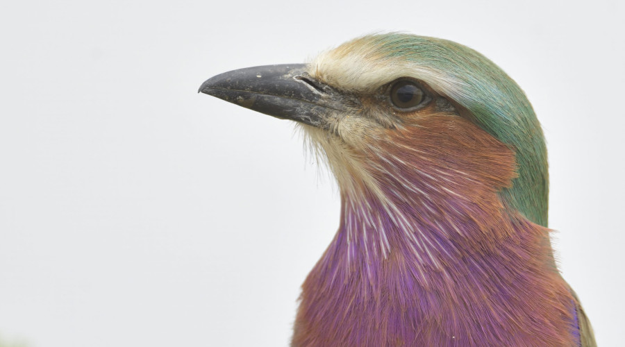Lilac-Breasted Roller — The Flying Rainbow