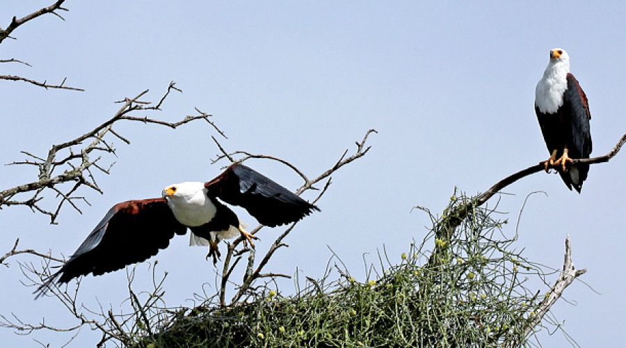 African Fish Eagle — The Voice of African Waters