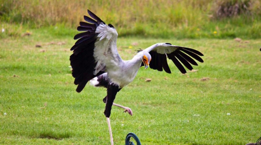 Secretary Bird — The Snake Hunter of the Savannah