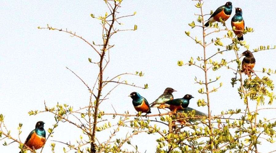 Superb Starling — The Jewel of the Campgrounds