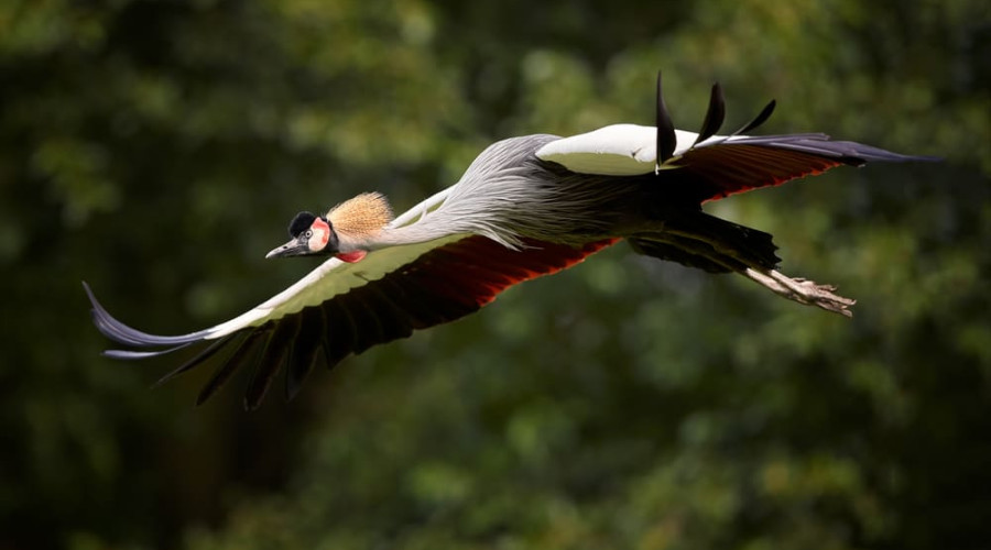 Grey Crowned Crane — The Dancer in a Golden Crown