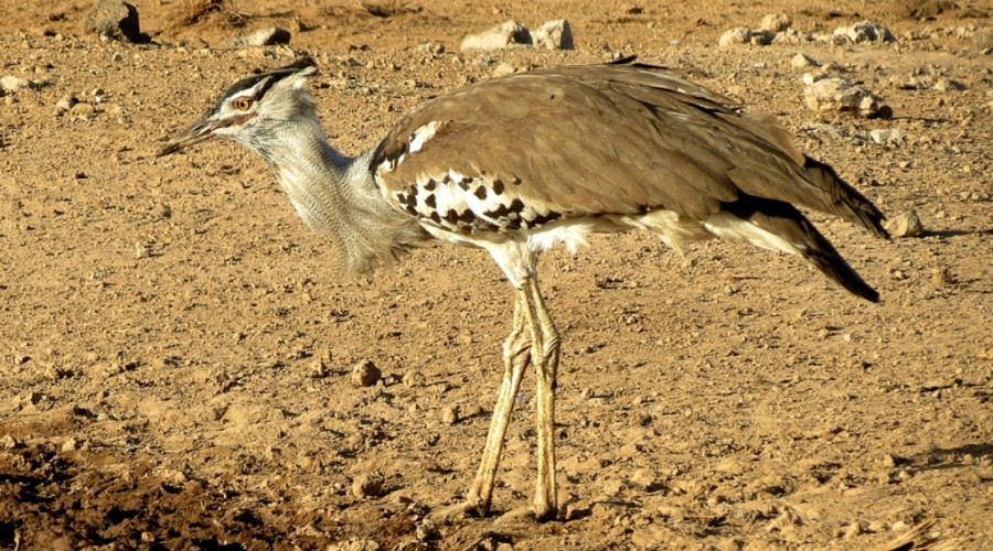 Kori Bustard — The Gentle Giant