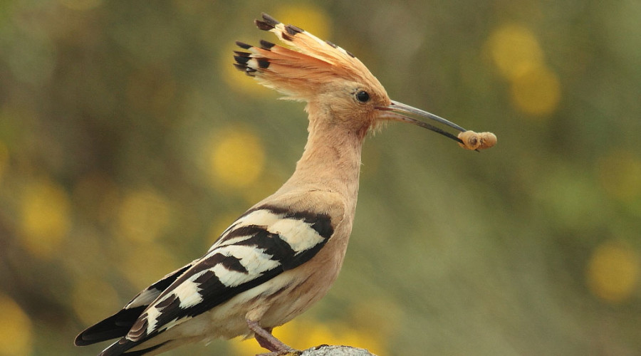  African Hoopoe — The Crowned Beauty