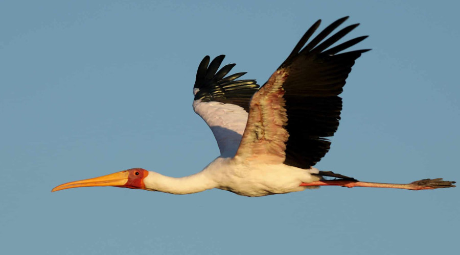 Yellow-Billed Stork — The Fisherman of the Wetlands