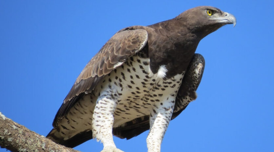 Martial Eagle — The Powerhouse of the Skies