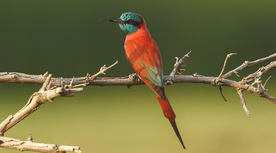 Experience Birding with Eagle Soul Adventure