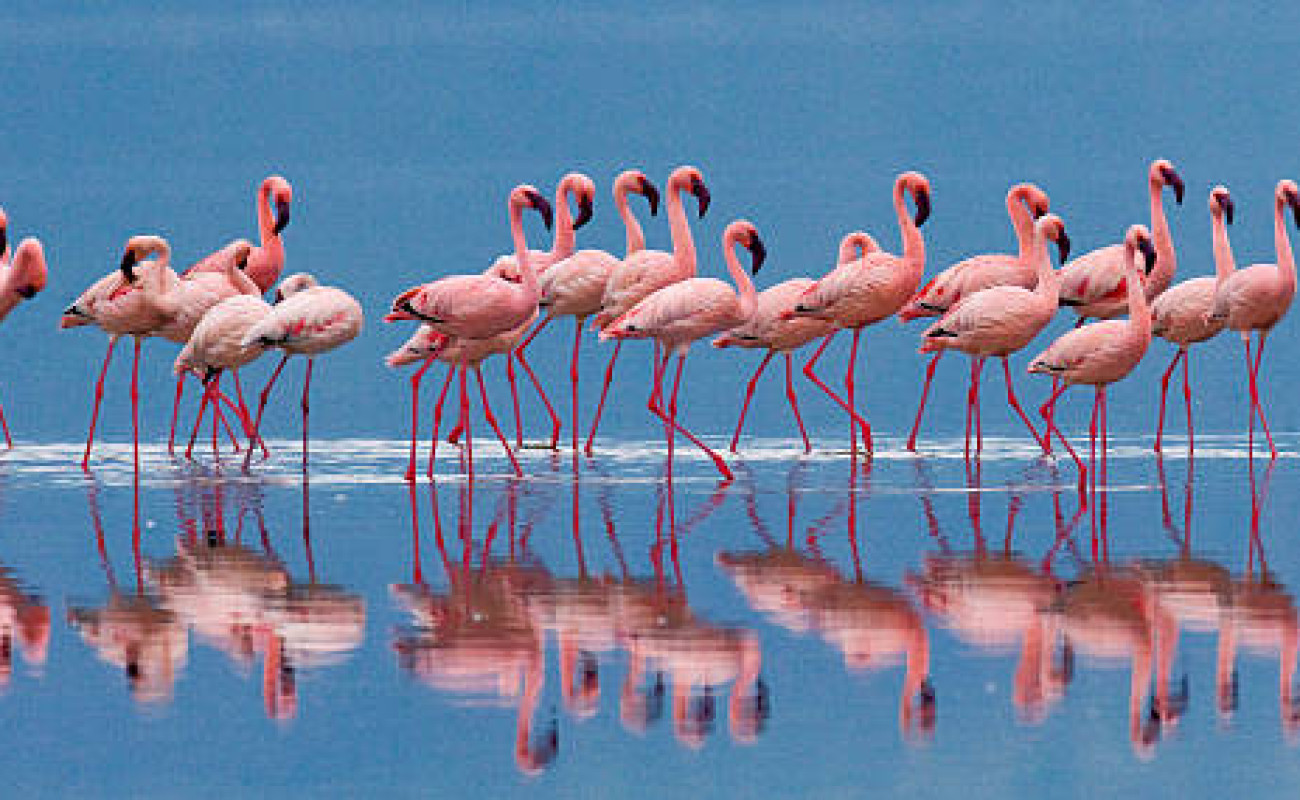 Understanding the Difference Between Greater and Lesser Flamingoes