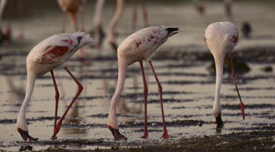 Beak and Feeding Habits