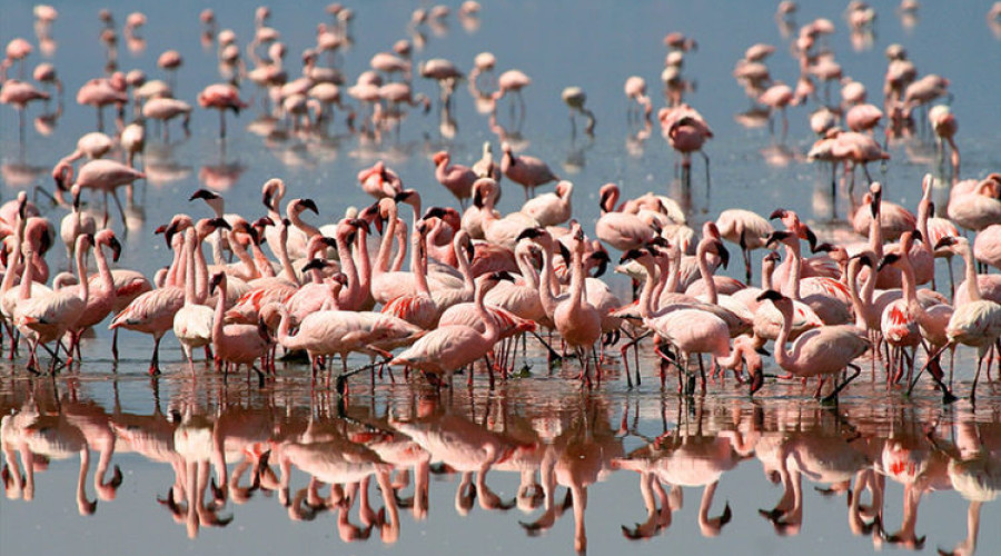Habitat in Tanzania & Kenya