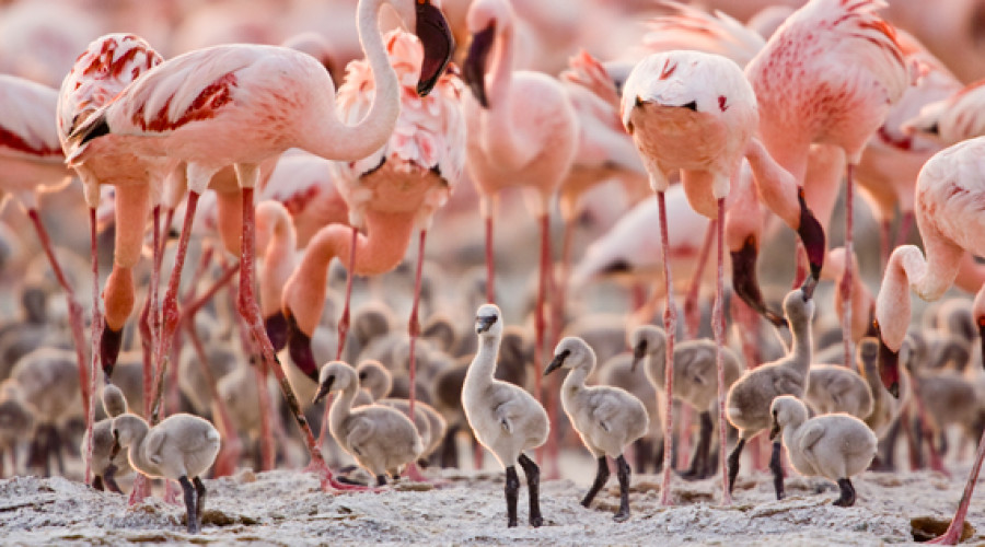 Breeding Behavior
