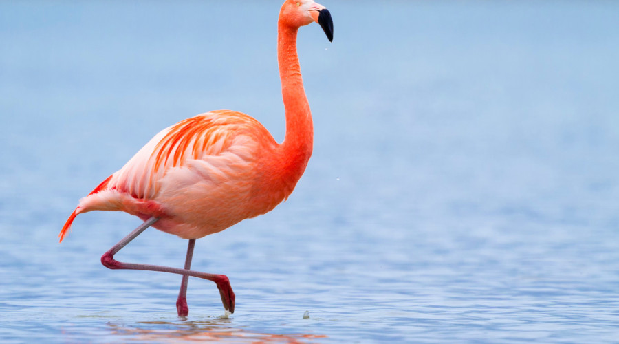 Where to See Them on Safari
