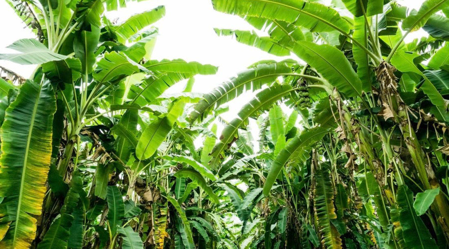 2. Banana Plantation & Local Brew Tasting