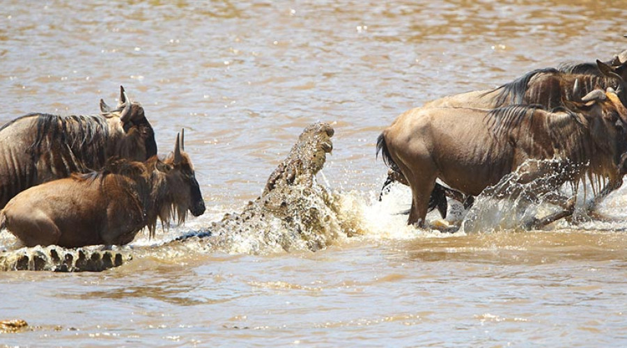 The River Crossing Migration – Drama at Its Peak