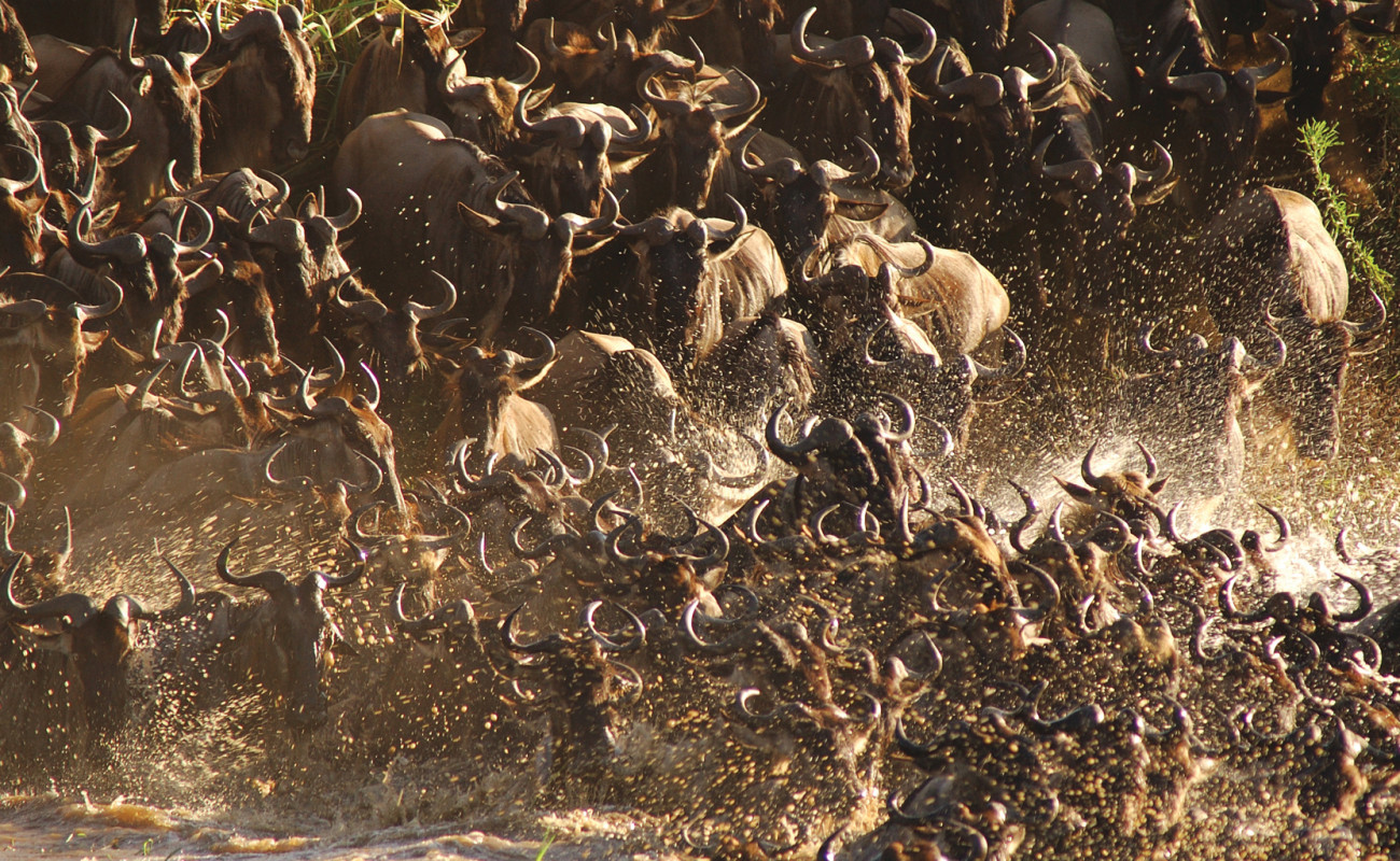 River Crossing Migration vs Calving Season Migration – Which One is Right for You?