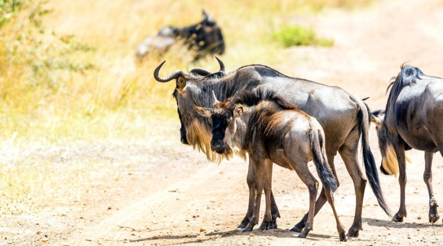 The Calving Season Migration – Life Begins