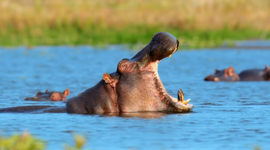 1. Serengeti National Park – Tanzania