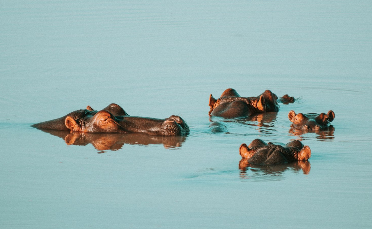 Top 5 Best Places to See Hippos in East Africa