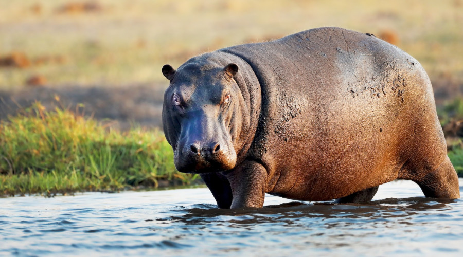2. Katavi National Park – Tanzania
