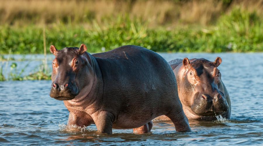5. Queen Elizabeth National Park – Uganda