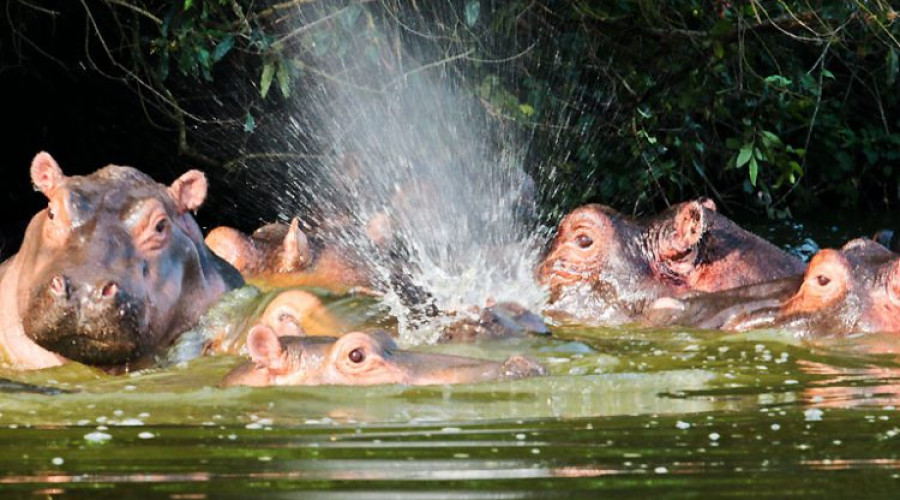 4. Murchison Falls National Park – Uganda