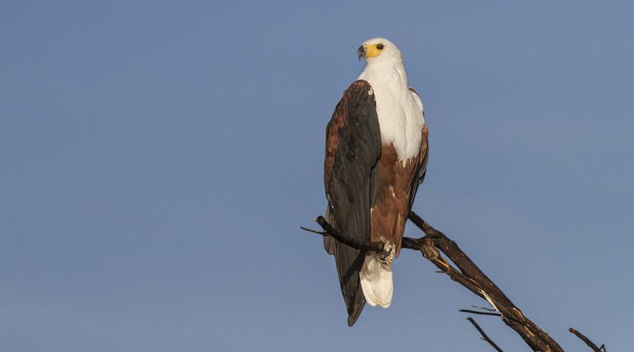 What Makes the African Fish Eagle Unique
