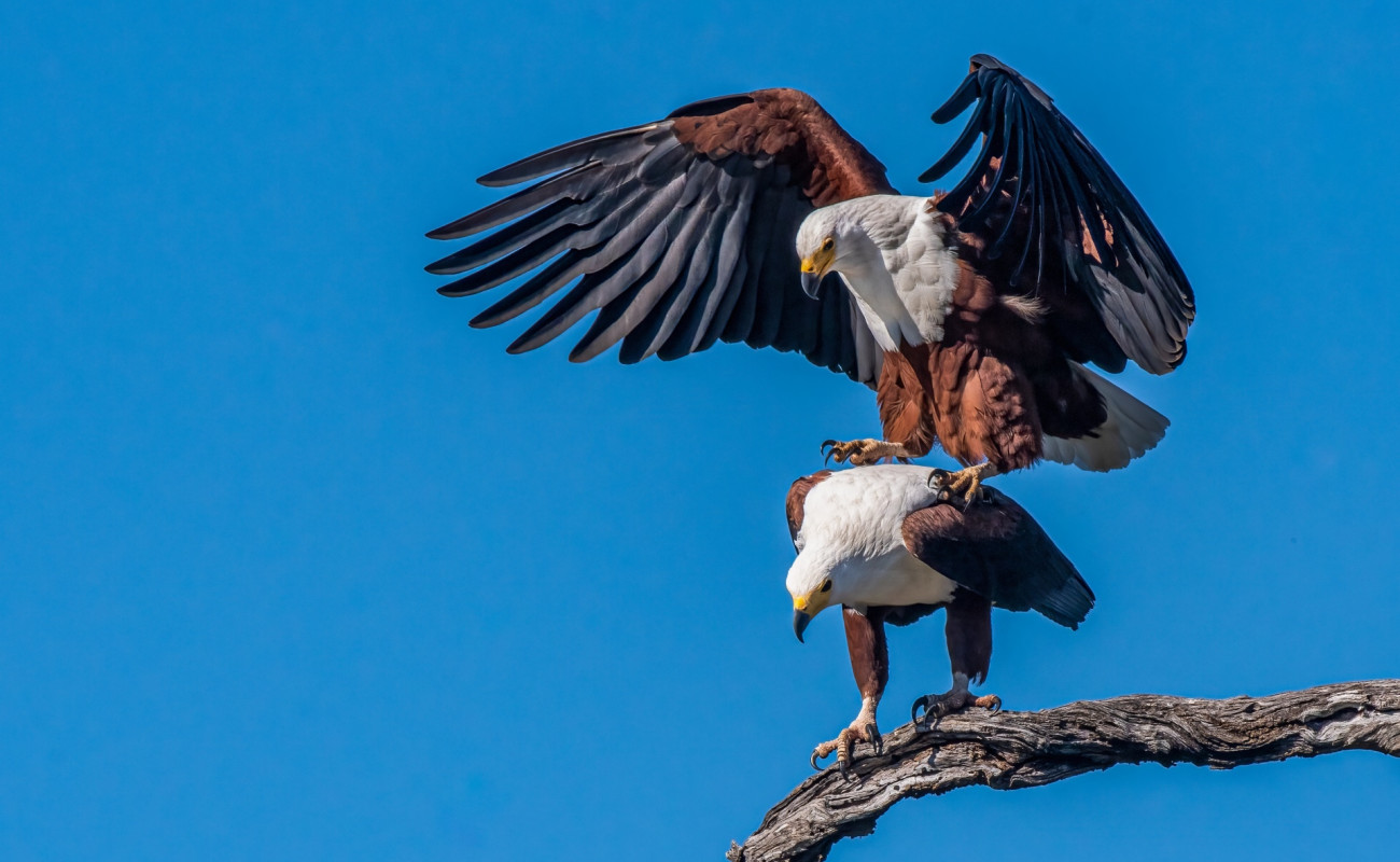 The Spirit of Africa’s Waters-African Fish Eagle