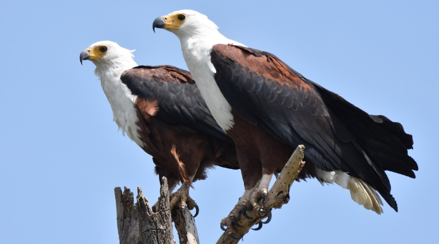 Why the African Fish Eagle is a Must-See in East Africa
