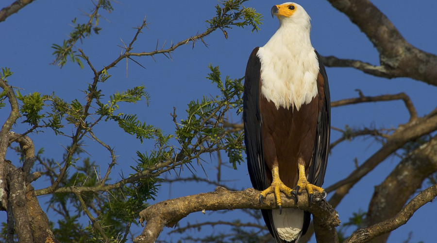 Best Destinations in East Africa to Spot the African Fish Eagle