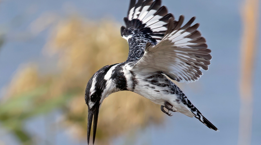 The Kingfishers of East Africa