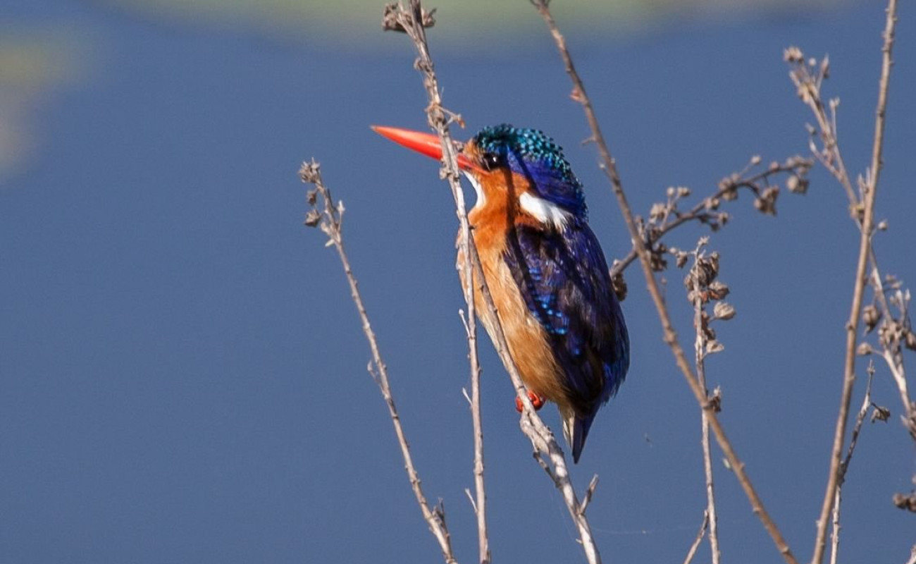 The Kingfishers of East Africa