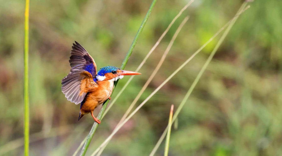 Why the Kingfisher Matters
