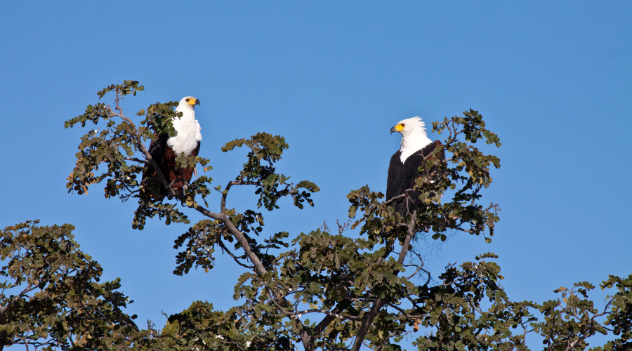 Why This Bird Defines Africa