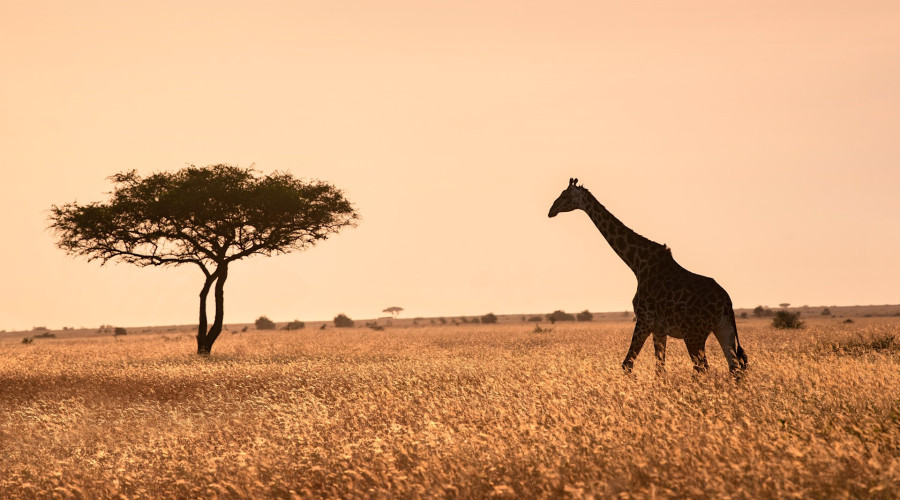 Best Times for Game Drives