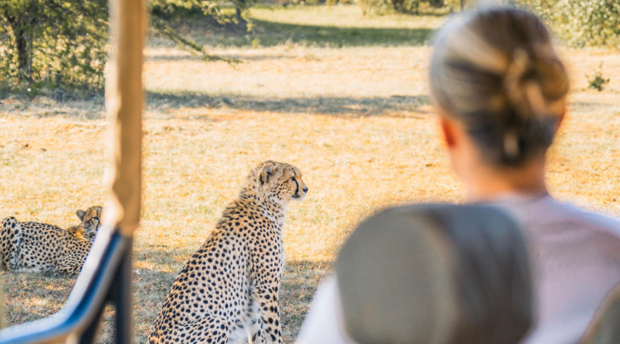 The Role of the Safari Guide