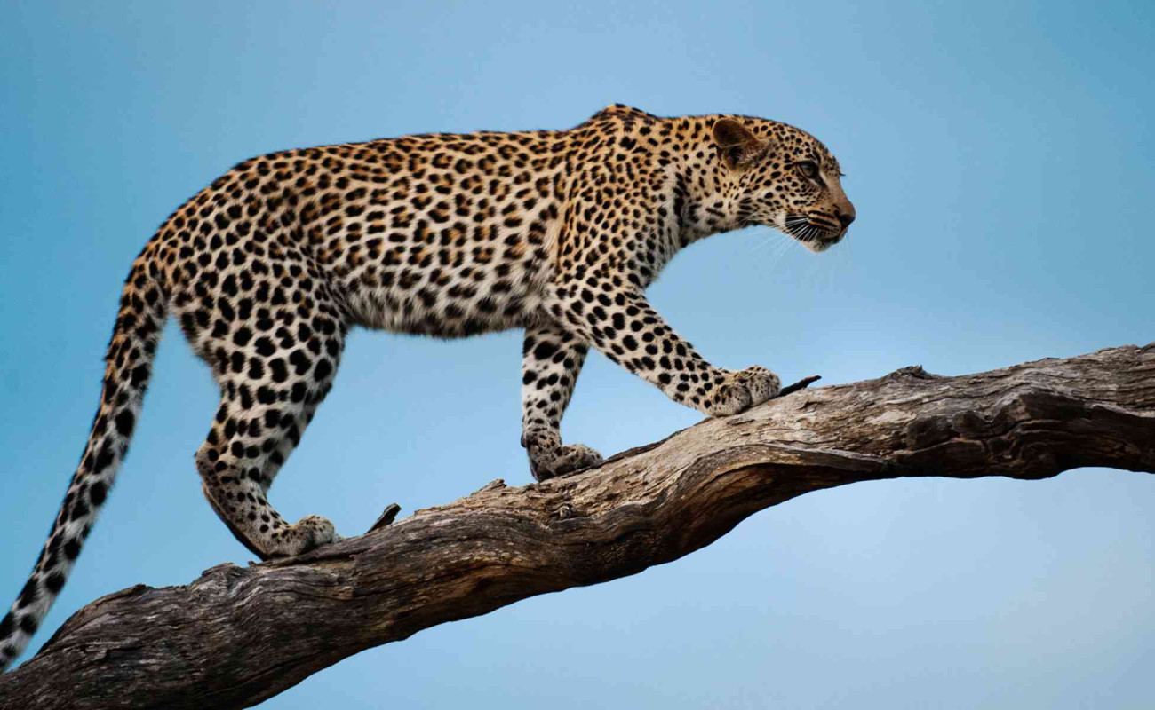 East Africa’s Big Cats