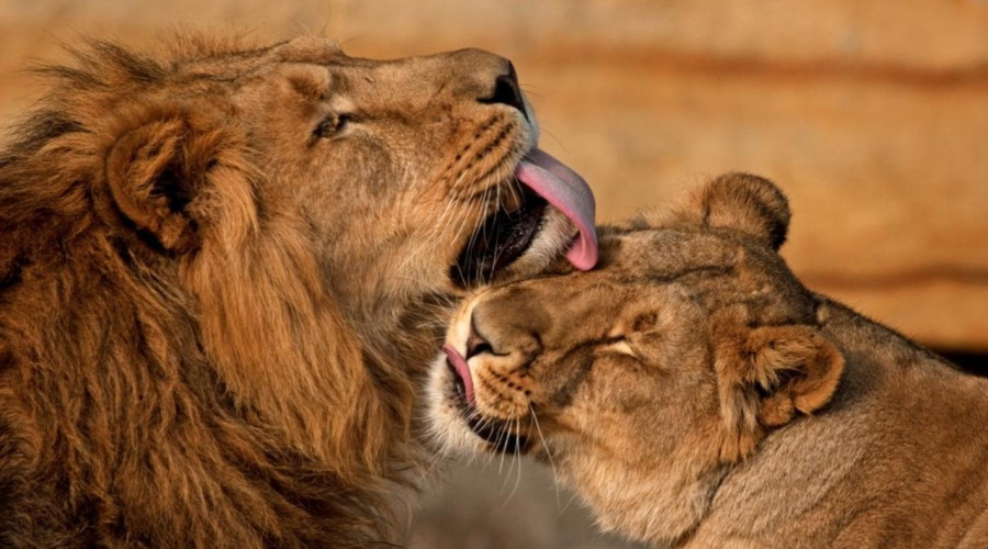 Lions – The Kings and Queens of the Savannah