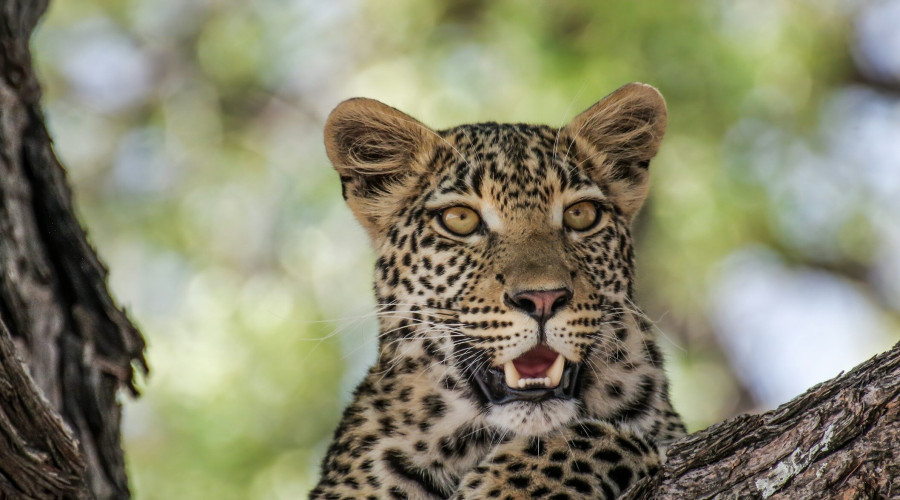 Leopards – The Silent Shadows