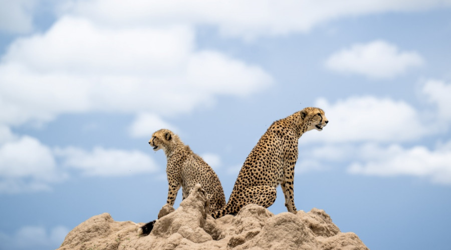 Cheetahs – The Sprinters of the Plains