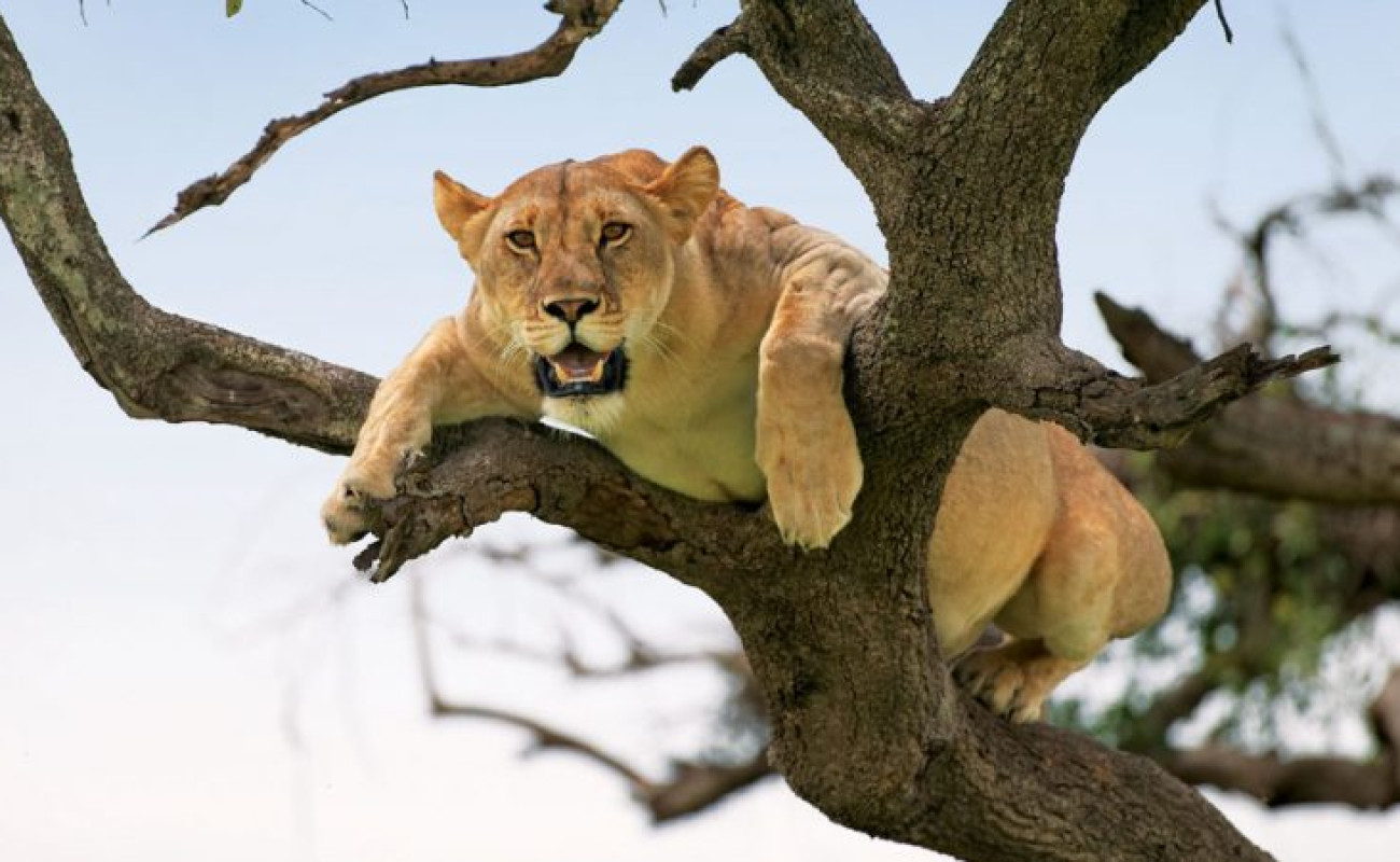 The Majestic Tree-Climbing Lions of East Africa