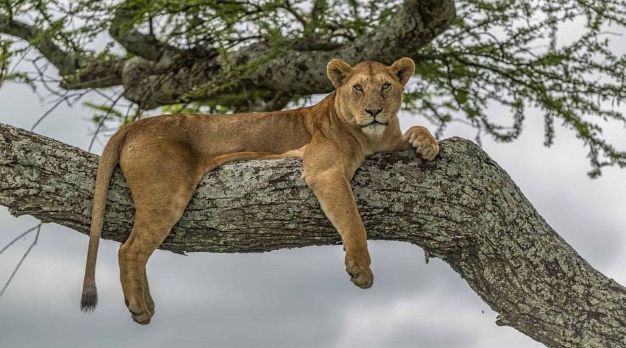 The Safari Experience