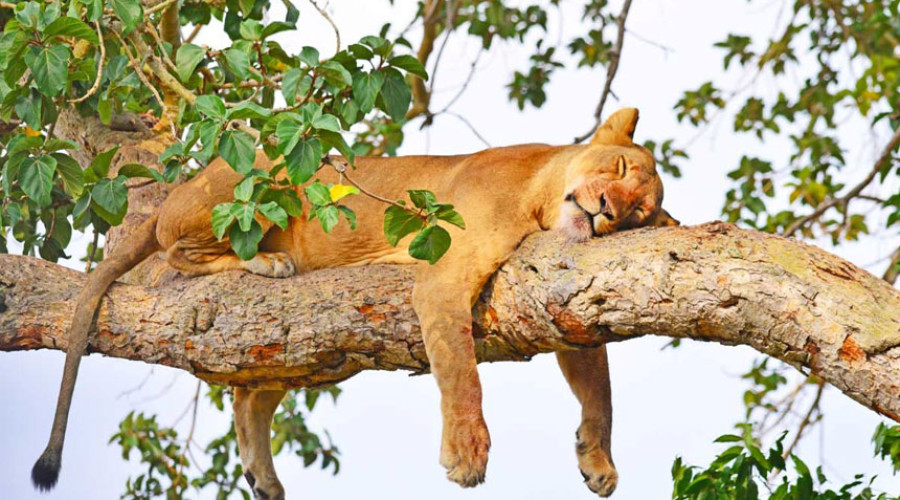 Where to See Tree-Climbing Lions