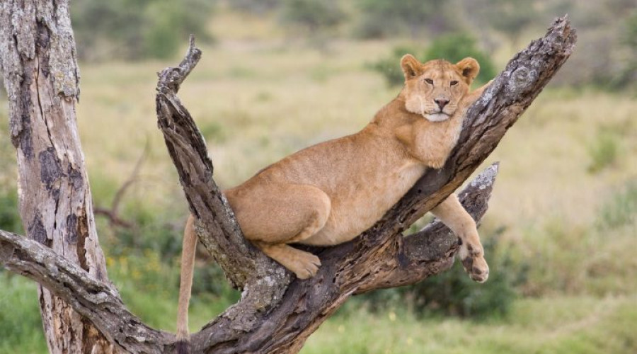 Why Do Lions Climb Trees?