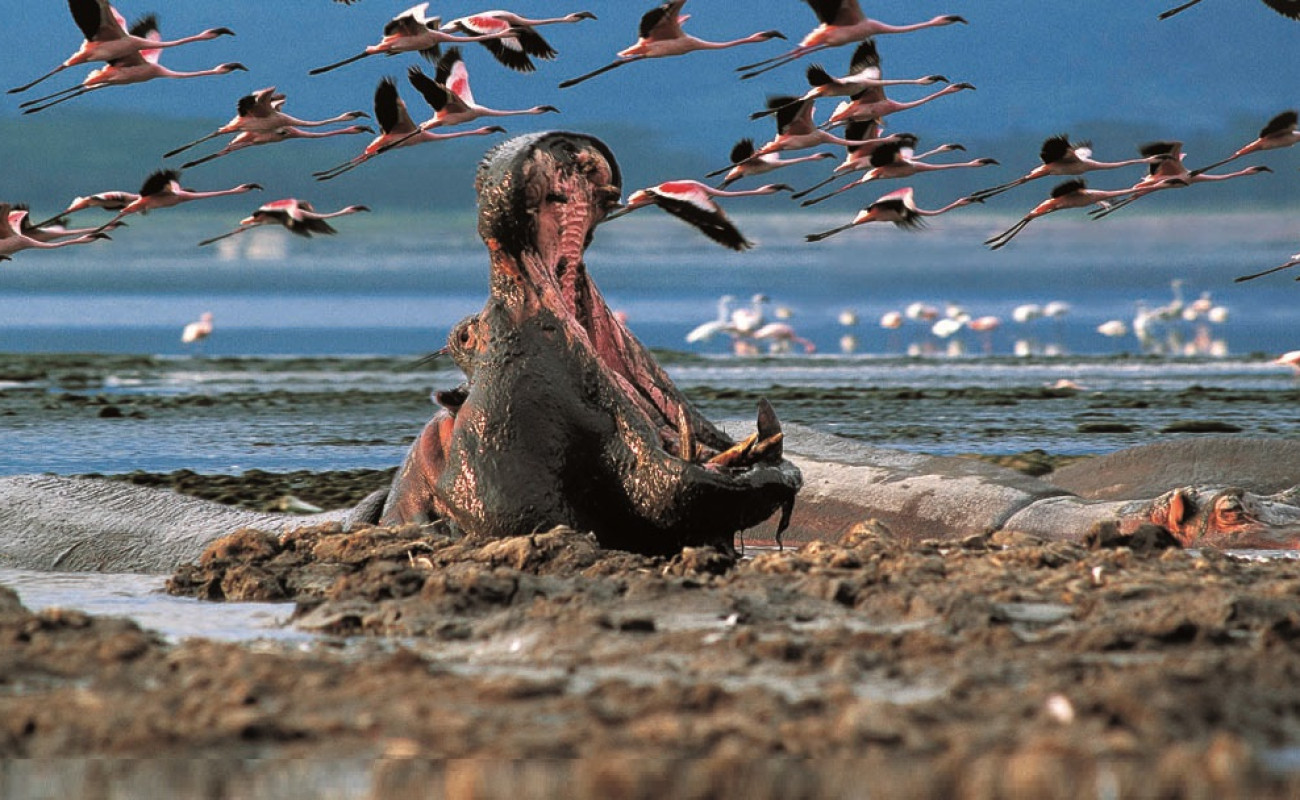 Discover the Flamingo-Filled Beauty of Lake Nakuru National Park